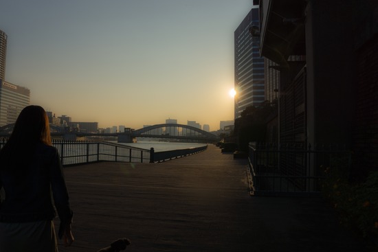 トイプードル ブログ 銀座リリーとドナas know as de wan36