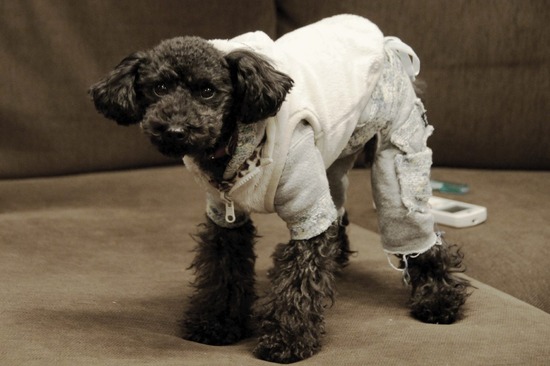 as know as de wan トイプードル 銀座リリー11