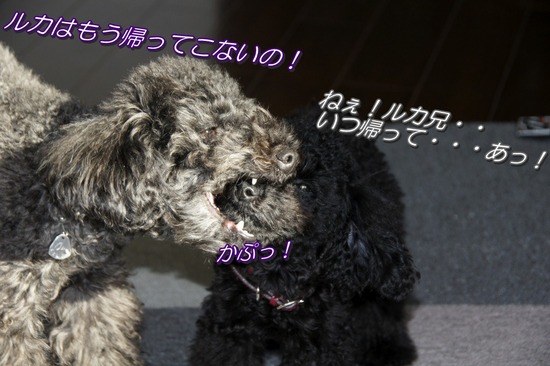 銀座トイプードルリリーas know as de wan13