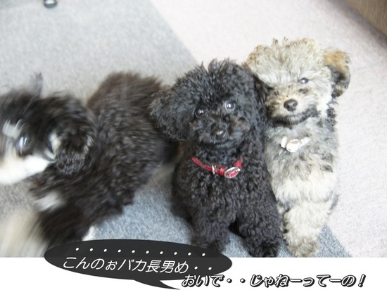 銀座トイプードルリリーas know as de wan10