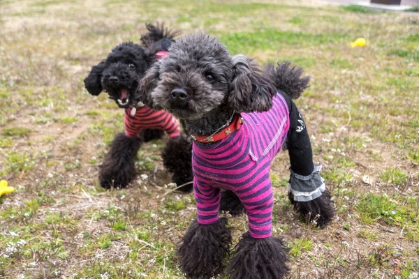 ブラックトイプードル銀座リリードナ032