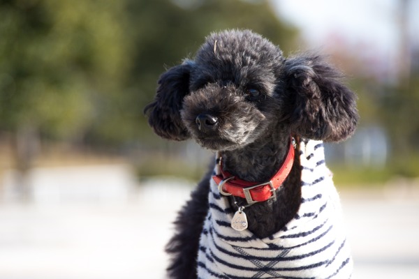 トイプードル銀座リリー033