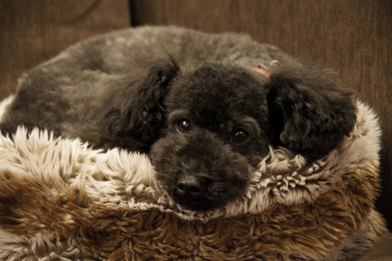 as know as de wan_銀座リリー_トイプードル00