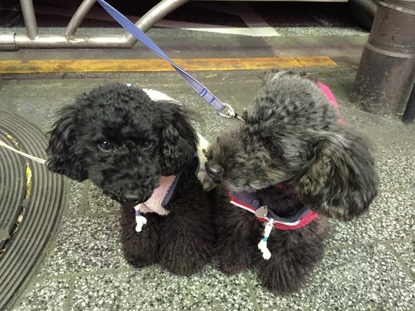 トイプードル銀座リリー068