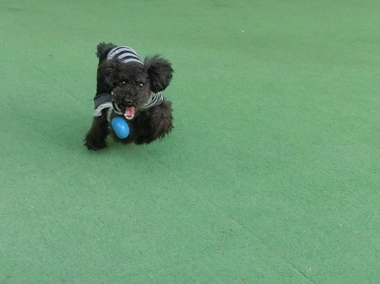 as know as de wan_銀座リリー_トイプードル03