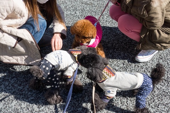 銀座トイプードル,リリーとドナ,as know as de wan025