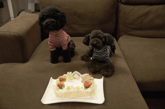 銀座トイプードルリリーas know as de wan32