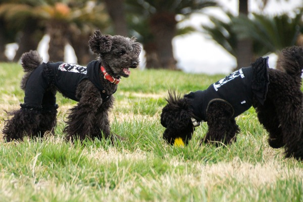 ブラックトイプードル銀座リリードナ024