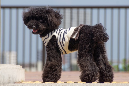 ブラックのトイプードル銀座リリー＆ドナas know as de wan01