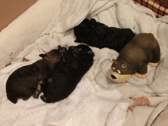 as know as de wanとトイプードルブラックの銀座リリー00