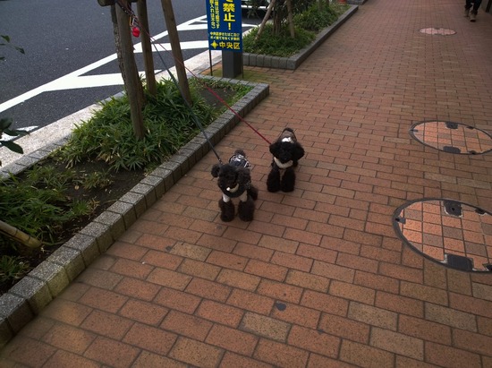 トイプードル ブログ 銀座リリーとドナ44