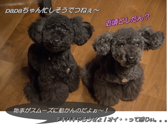 銀座トイプードル,リリーとドナ,as know as de wan000