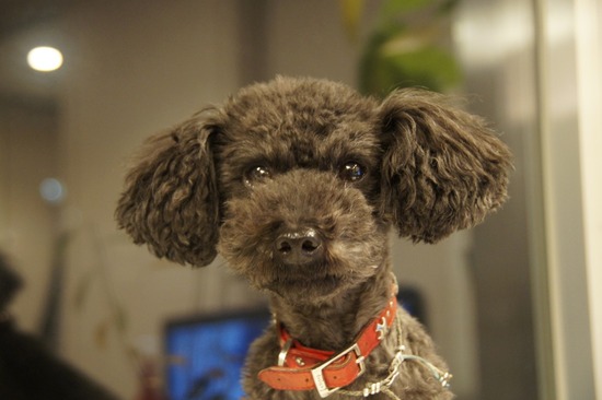 銀座トイプードルリリーas know as de wan19