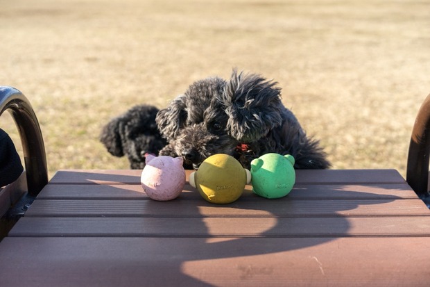 20160203ブラックトイプードル銀座リリードナ43