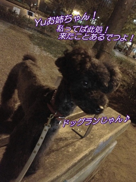 as know as de wanとトイプードルブラックの銀座リリー47