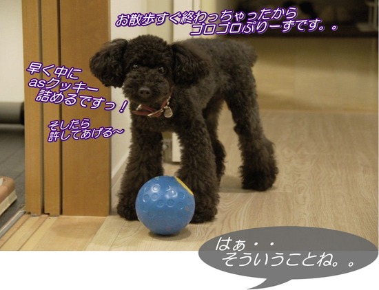 トイプードル銀座リリーas know as dewan06