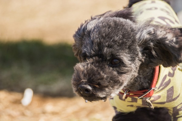 トイプードル銀座リリー040