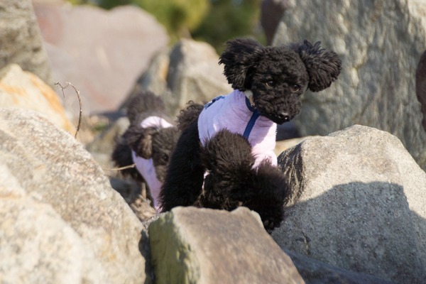 トイプードル銀座リリー002