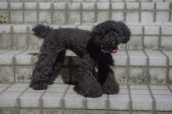 ニャンバーワン,銀座トイプードル,リリーとドナ,asknowasdewan19