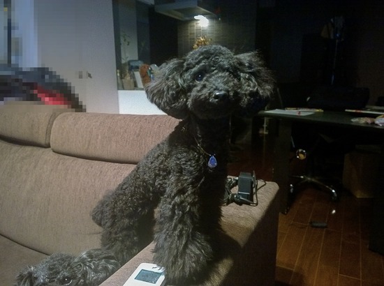 トイプードル ブログ 銀座リリー ドナ as know as de wan107