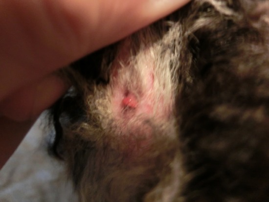 as know as de wanとトイプードルブラックの銀座リリー07