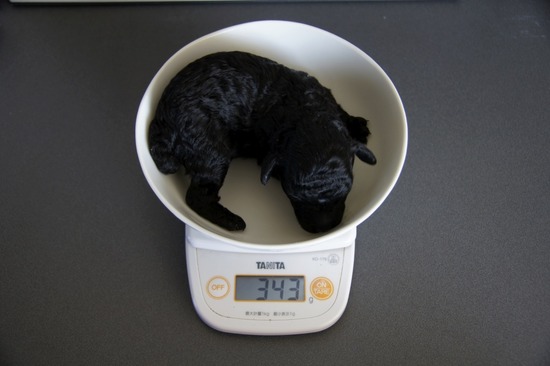 as know as de wanとトイプードルブラックの銀座リリー09