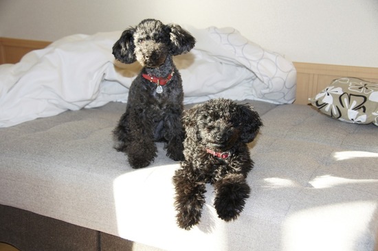 銀座トイプードルリリーas know as de wan01