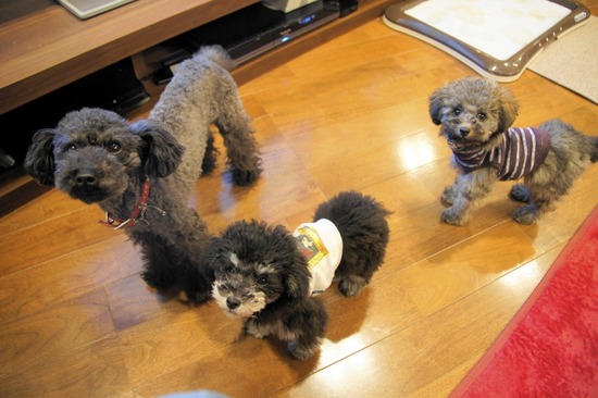 銀座トイプードルリリーas know as de wan22