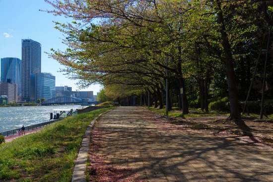 407 銀座ブラックのトイプードルリリーとドナas know as de wan25