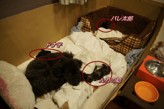 as know as de wanとトイプードルブラックの銀座リリー15