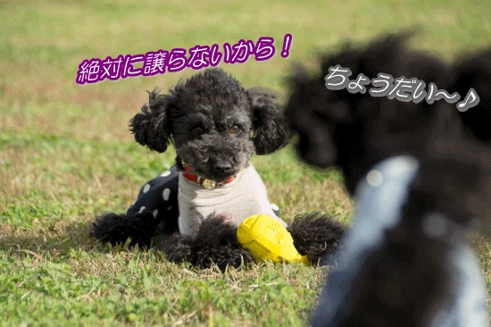 anigif