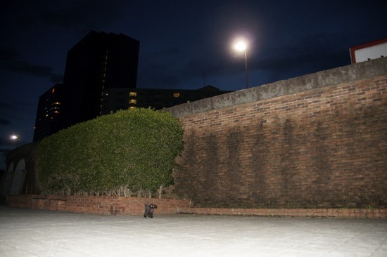 トイプードル銀座リリーとas know as de wan06