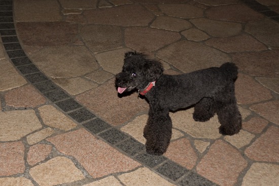 トイプードル ブログ 銀座リリーとドナas know as de wan09