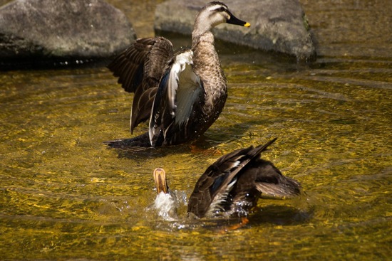 トイプードル ブログ 銀座リリーとドナas know as de wan54