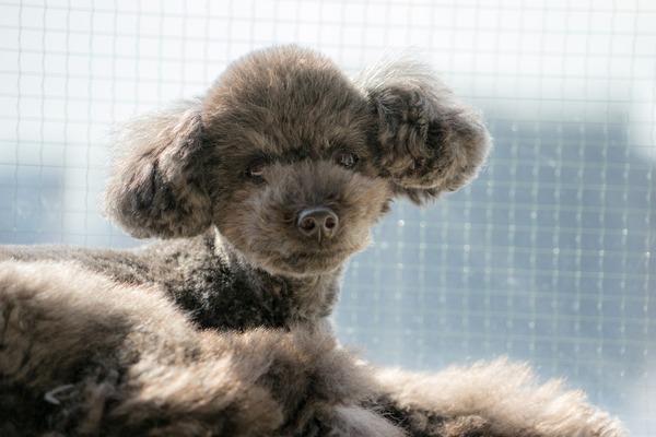 ブラックトイプードル銀座リリー＆ドナ273