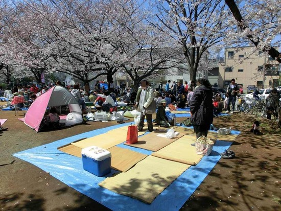 as know as de wan トイプードル 銀座リリー12