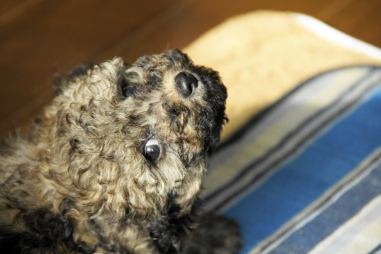 銀座 トイプードル リリー as know as de wan23