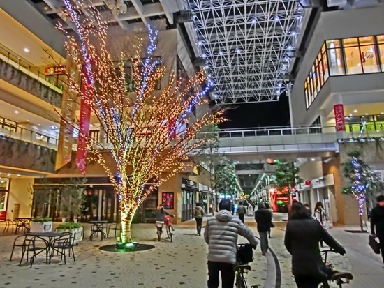 銀座トイプードルリリーas know as de wan08