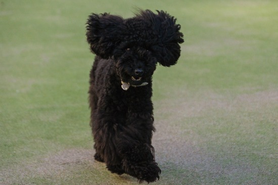 トイプードル ブログ 銀座リリーとドナas know as de wan26