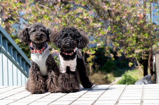 407 銀座ブラックのトイプードルリリーとドナas know as de wan22