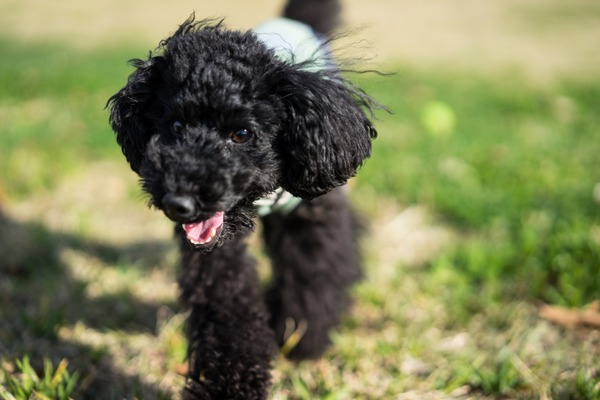 ブラックトイプードル銀座リリー＆ドナ014