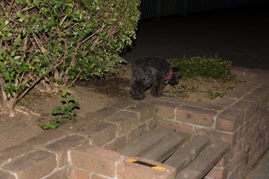 トイプードル ブログ 銀座リリーとドナas know as de wan10