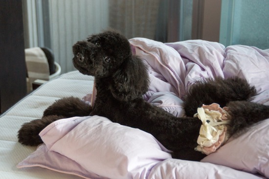 ブログRosieトイプードル銀座リリーとドナas know as de wan19