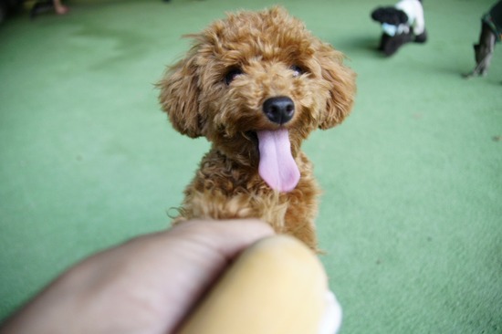 as know as de wan_銀座リリー_トイプードル07