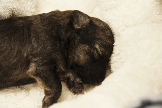 as know as de wanとトイプードルブラックの銀座リリー12