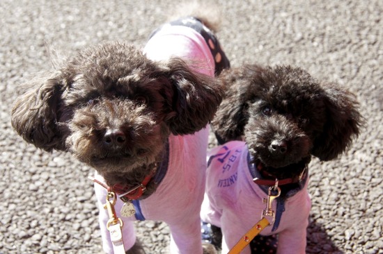 銀座トイプードルリリーas know as de wan28