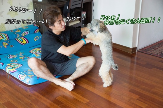 ブログRosieトイプードル銀座リリーとドナas know as de wan116