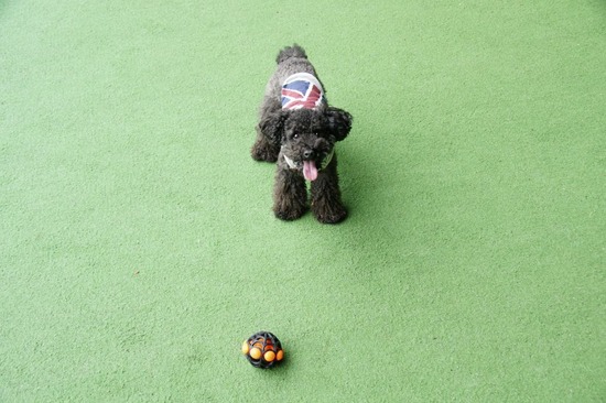 as know as de wan_銀座リリー_トイプードル17