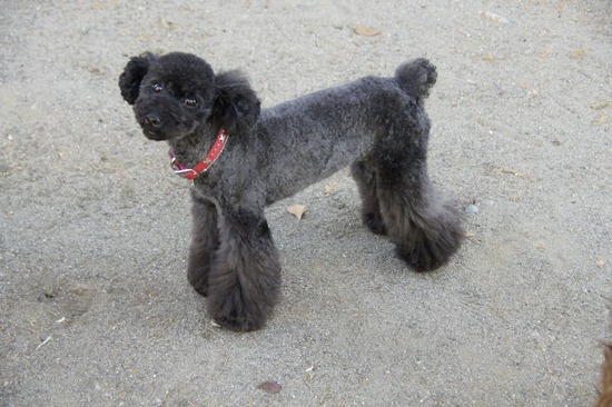 as know as de wanとトイプードルブラックの銀座リリー07