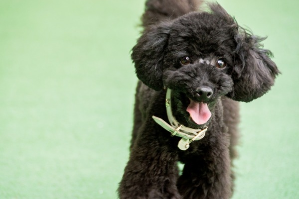 ブラックトイプードル銀座リリードナ013